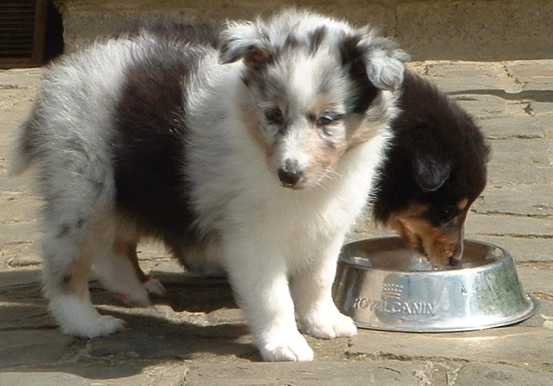 Magique Dune - Shetland Sheepdog - Portée née le 25/02/2008